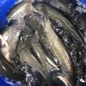 �V�|���~��Π���������u��2.5Ԫ/��