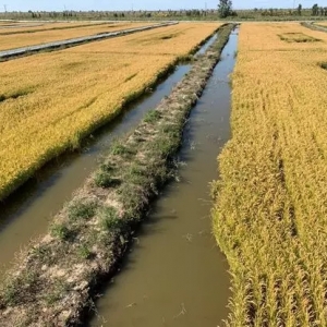 ��ˮ�B(y��ng)ֳ��ô�����ǰ�����@ƪ�����f͸�ˣ�