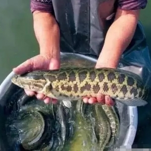 ���~ϲӍ���ϝq0.4Ԫ/������r���m�߃r