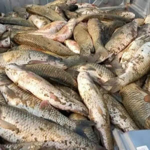 һҹ�Kʧʮ���fԪ��ȱ�����~���ٴ���푾��