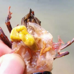 ����Ʒ�������С��u(m��i)�߃r(ji��)�������@���B(y��ng)�r����ٍ���X(qi��n)��