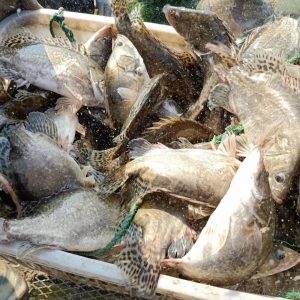 δҊ���D��2019��11��11���Z�~���^���r�񲥈�