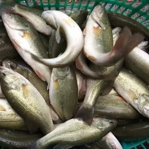 ����»���2019��11��11�ռ����|���^���r�񲥈�