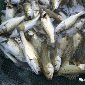 ֹ�����������|���~������ߝq0.5Ԫ/��