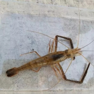 70Ԫ/��������͵��׵���ϣ��B(y��ng)�����Ҏ(gu��)����r