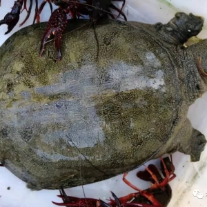 С���r�B(y��ng)ֳδ��߀�Б����ԇԇ�r�����B(y��ng)���~