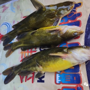 ��һ���B��7����6������ٍ��14�f��