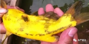 �Bֳ��Ʒ�|�~��δ���Ĵ�څ��