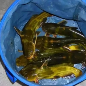 �S��~����0.4Ԫ/���һ�������ܝqô��