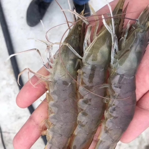 �r�r�ٝq4Ԫ���r��ȫ���h�t��