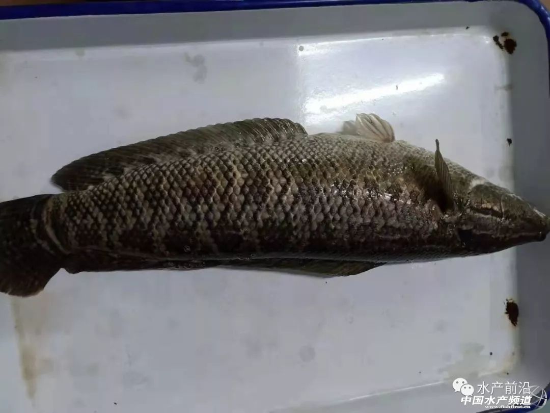 ���~�Bֳ��֮·����ΰlչ��2019��V�|���~�Bֳ�˲��ֻ��