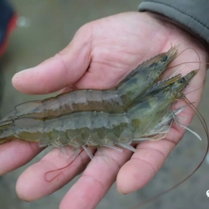 1��8�ո����a�^���r�������^��r�c���麆��