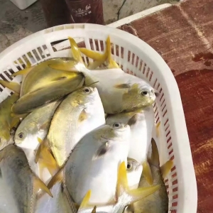 ���K�~ȫ���h�t���r���2019��2020��