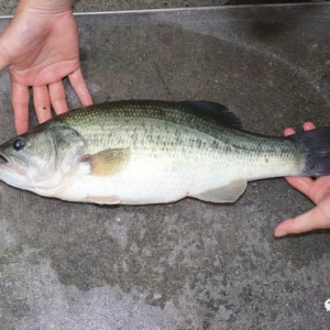 2020����Ҳ���B(y��ng)�����|���������T(m��n)���x�ؼ���