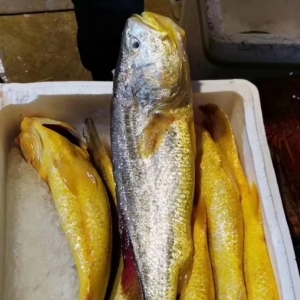 2019��1��21�մ��S�~һ�܃r�����鲥��