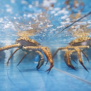 �������r����朶���̝�p��������һ����I��׌�����M�ߣ��@�ǡ�޶��ë����õęC�� ...