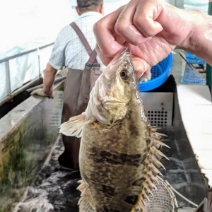 �˹��ɱ�Խ��Խ�ߣ��Ԅӻ��B(y��ng)�~���ڱ���