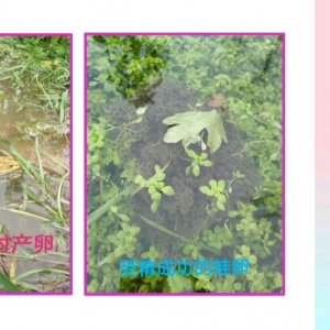 �ڰ��ܕ����������Пo��Փ��