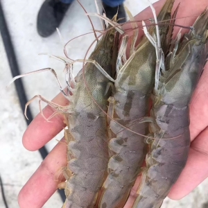 2020��3��1�Ռ��rһ�����^�r�����鲥��(b��o)