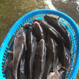 2020��3��2�ս��F(tu��n)һ�����^�r(ji��)�����鲥��(b��o)