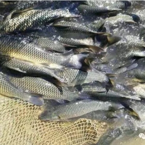 ����ɽ���~�Bֳ�Ј���׃�����ܸQȫ��