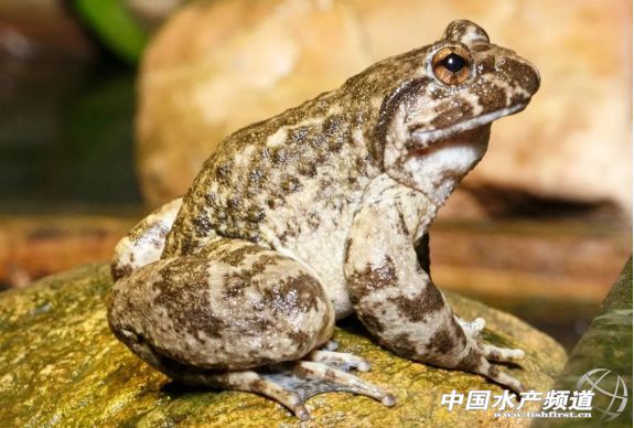 �a(ch��n)ֵ��50�|�����Դ�ɽ��̎һֻ�ܵĺ���