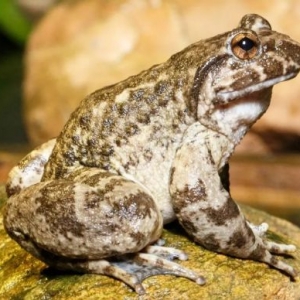 �a(ch��n)ֵ��50�|�����Դ�ɽ��̎һֻ�ܵĺ���