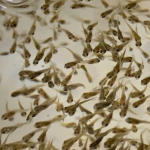 �~�u����​������e�������؜��N��Σ����������Ҫ���u��| �|���O�I�ؼs