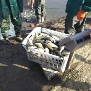 ��Ѯ�ϝh�����@�l���W�t�~����1�����ٍ1.2�f��