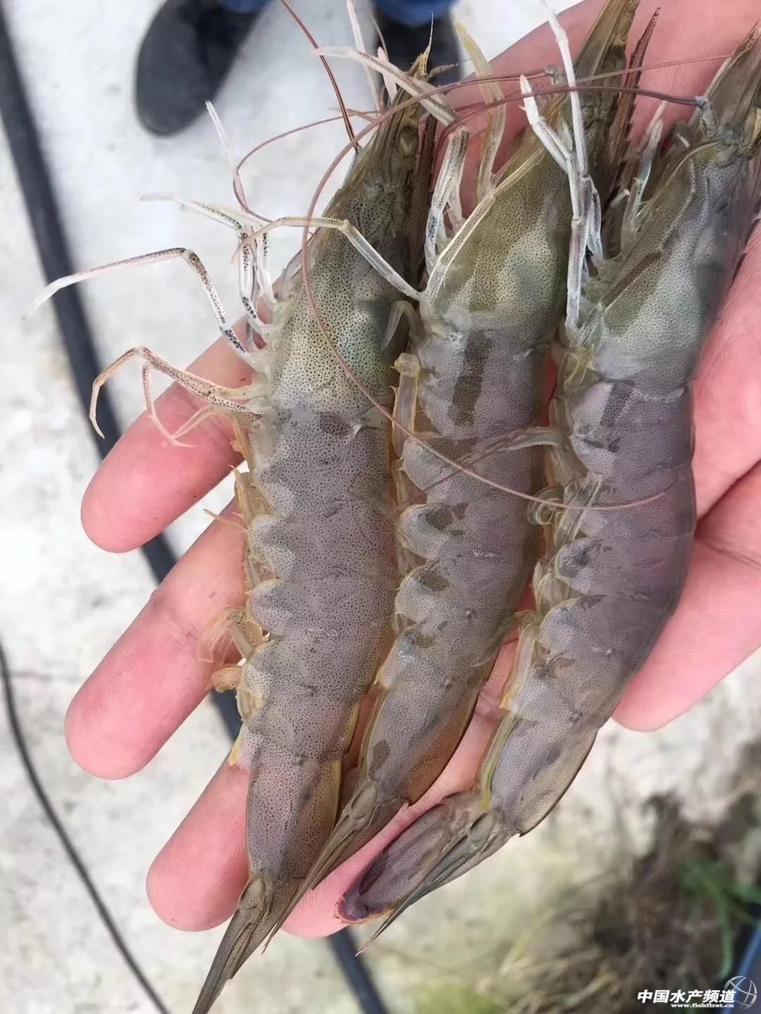 ȱ�r���r�м��X���ӆΓ��r����ߝq6Ԫ���r�r(ji��)ֱ���j��