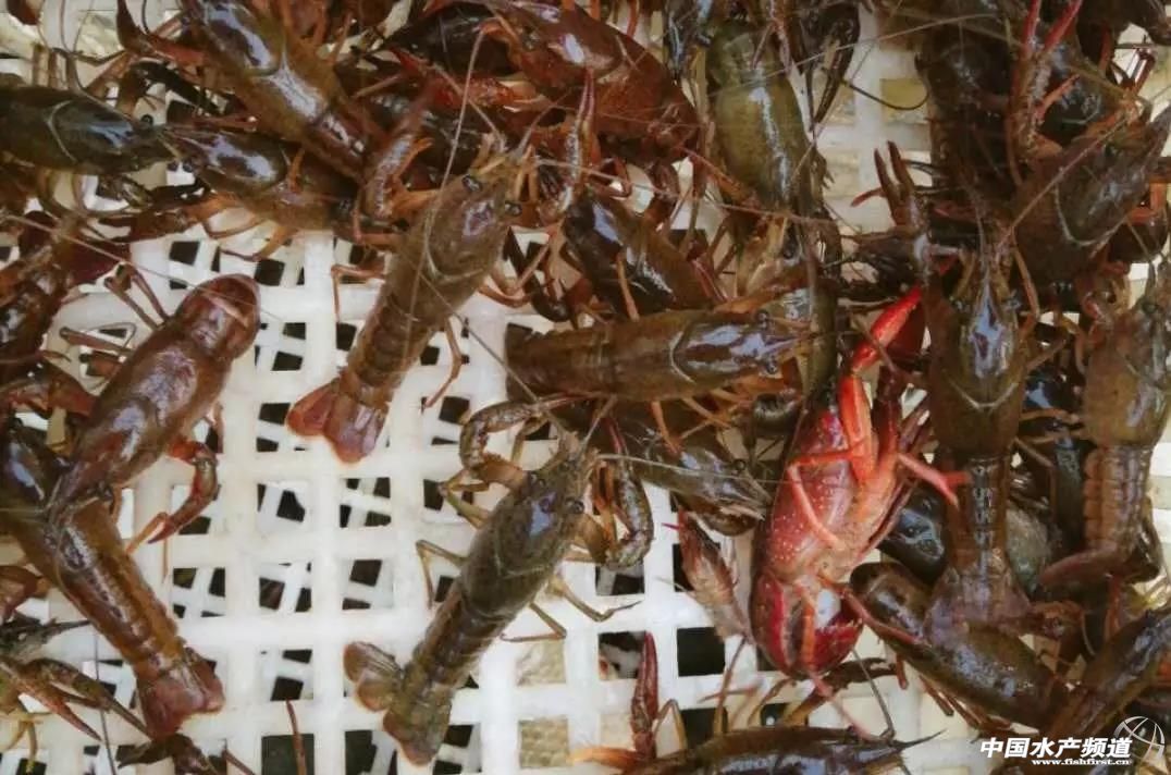 �ƽ�С���r����ħ���ֳ���˼·��