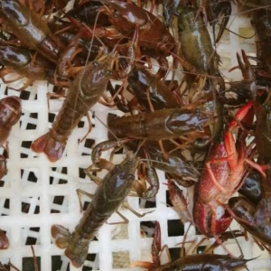 �ƽ�С���r����ħ���ֳ���˼·��