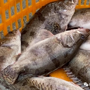 �q��ϲ�ˣ��V�|�Z�~���q2.5Ԫ/�