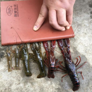 ��33Ԫ/�ﱩ����4Ԫ/�С���r��N�B(y��ng)ֳ���ӯ����