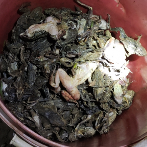 ����һ������ʳ���u���Bֳ��pʧ�σ|Ԫ