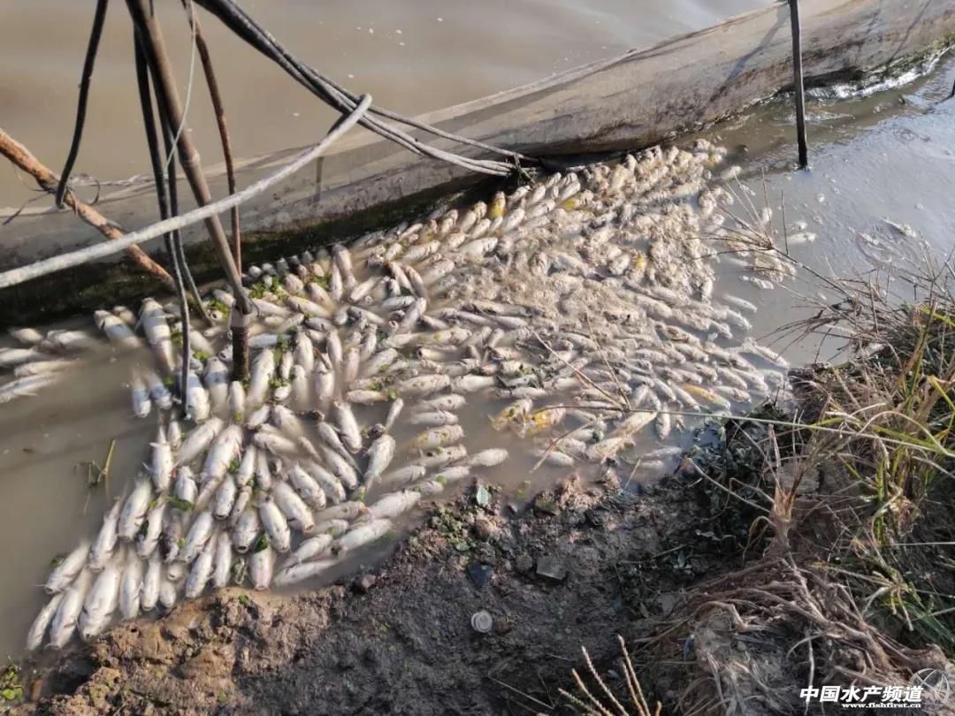 �S��~���l���Ͳ��������~��100%���^��