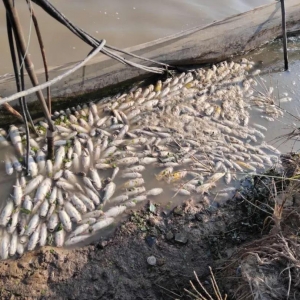 �S��~���l���Ͳ��������~��100%���^��