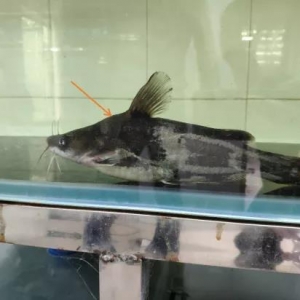 ����݋�S��~�ò����B��ٍ��ٍ�X���о����һؑ�