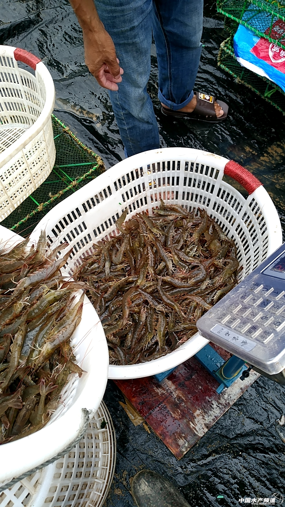 ϲӍ���r�Я����r������r�q�r(ji��)�ˆ᣿