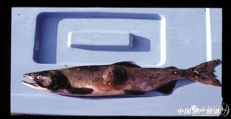 ��Ű��β�t���S��~��Ҏ(gu��)ģ������Ԫ����������