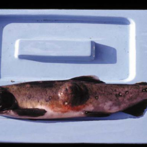 ��Ű��β�t���S��~��Ҏģ������Ԫ����������