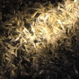 ȫҎ(gu��)���ڵ����S�a(ch��n)���S�գ��B(y��ng)��Խ���r��Խ�K����ϏS����ͨ�̣��l����ȴ��S�~��