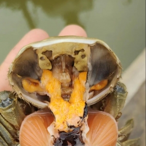 ���׌��з��С���r�B(y��ng)ֳ��ȫ�Ķ��^÷�꼾��(ji��)