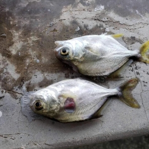 ���Ռ�(sh��)���(qi��ng)���F(xi��n)�ڱ����ܑK�ĺ�ˮ�~(y��)���r(sh��)�S��