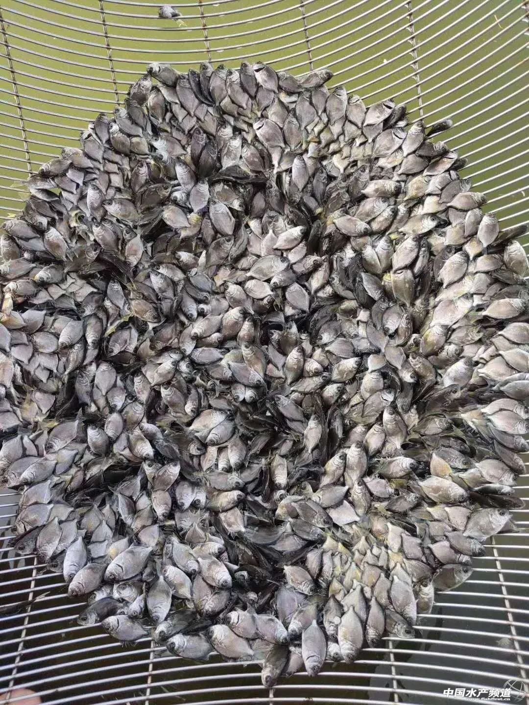 ��̎Ұ�N���B�����K�~���N�x������ü��