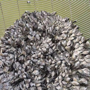 ��̎Ұ�N���B�����K�~���N�x������ü��