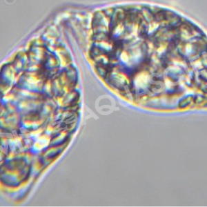 ���rԽ��Խ�y�B���B�ö�̝�ÑK����ô�k��