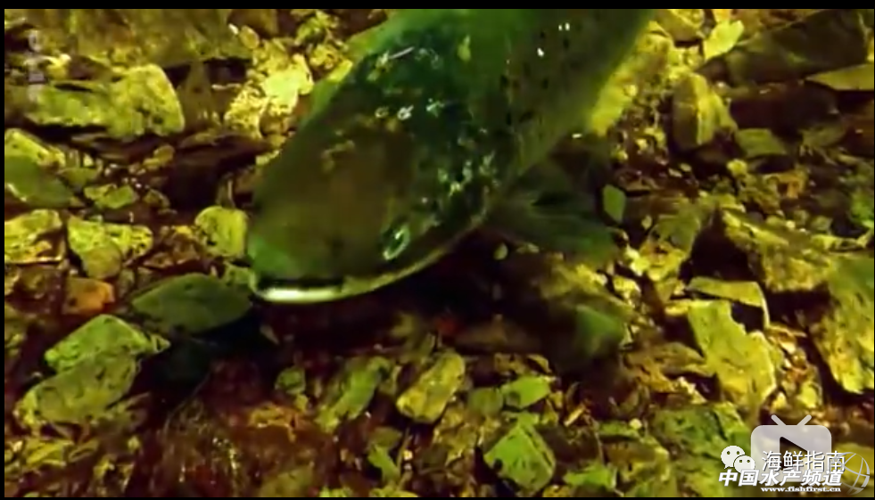 ��ο��^�ؿ����M���Bֳ�����~��