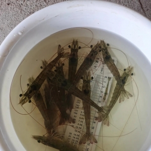 30�f�������ӽ����P�������ѽ�(j��ng)�_ʼ����ͻ���ˣ�