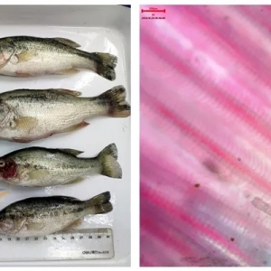 �����|�r(ji��)��ߝq����ָ�h(hu��n)�x(ch��ng)��Σ��Ҳ�e�pҕ